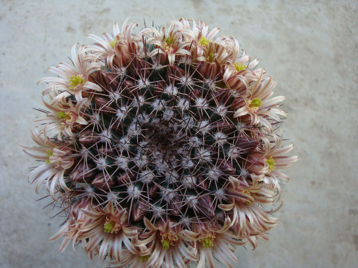 Mammillaria brandegeei subsp. lewisiana (H.E. Gates) D.R. Hunt1998