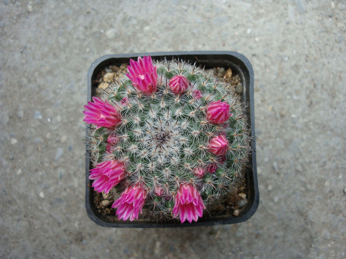 Mammillaria brauneana Boed. 1933