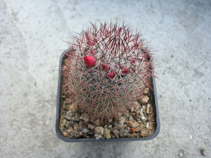 Mammillaria calacantha    Tiegel 1933 - Genul Mammillaria fila 1