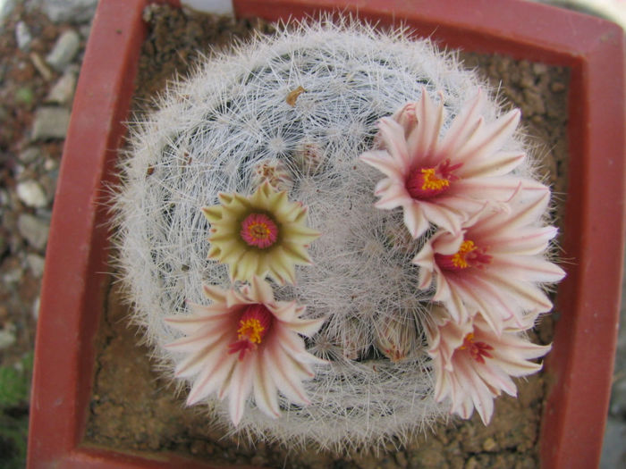 Mammillaria candida   Scheidw. 1838