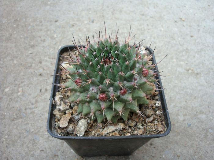 Mammillaria centricirrha var. neumanniana       (Lam.) Schelle 1907