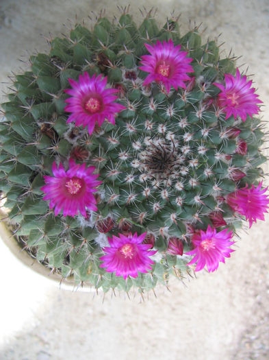 Mammillaria coahuilensis subsp. albiarmata (Boed.) D.R. Hunt 1998. - Genul Mammillaria fila 1