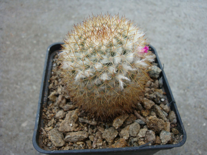 Mammillaria columbiana  Salm-Dyck 1850 - Genul Mammillaria fila 1