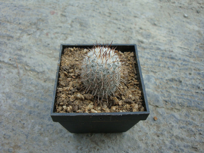 Mammillaria columnaris Mart. 1832 - Genul Mammillaria fila 1