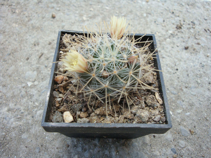 Mammillaria crinita    DC. 1832