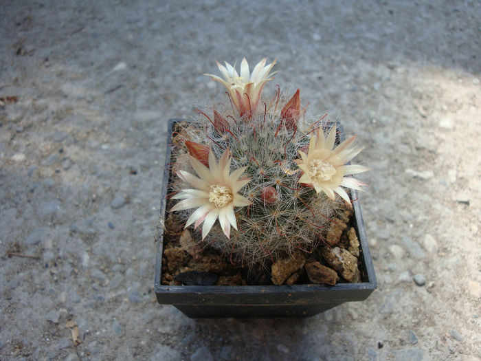 Mammillaria crinita ssp. leucantha (Boed.) D.R.Hunt 1997 - Genul Mammillaria fila 1