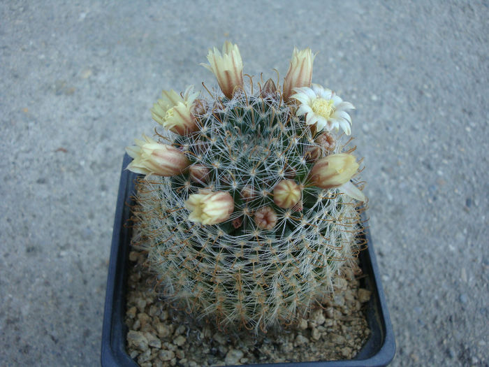 Mammillaria crinita subsp. wildii      (A. Dietr.) D.R. Hunt 1997