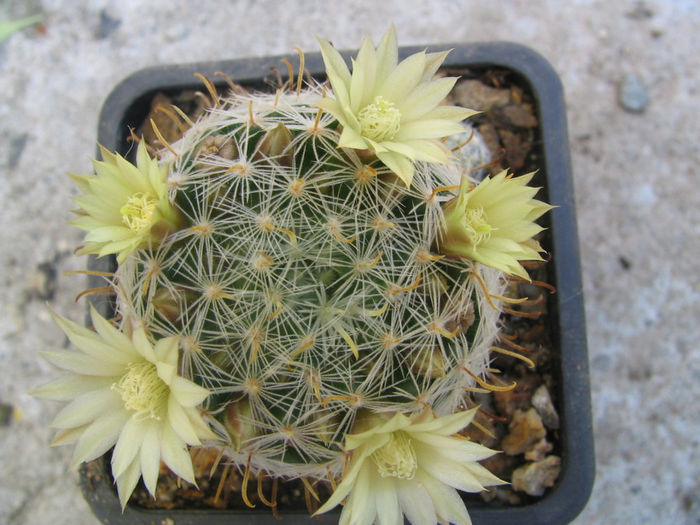 Mammillaria crinita subsp. wildii     (A. Dietr.) D.R. Hunt 1997 - Genul Mammillaria fila 1