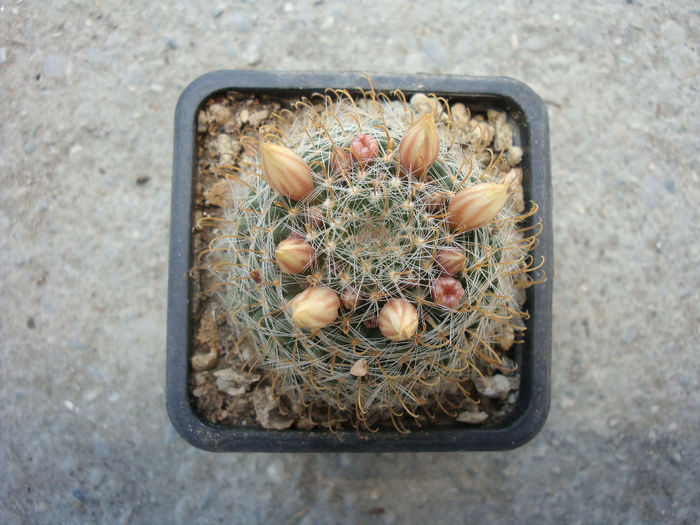 Mammillaria crinita subsp. wildii    (A. Dietr.) D.R. Hunt 1997 - Genul Mammillaria fila 1