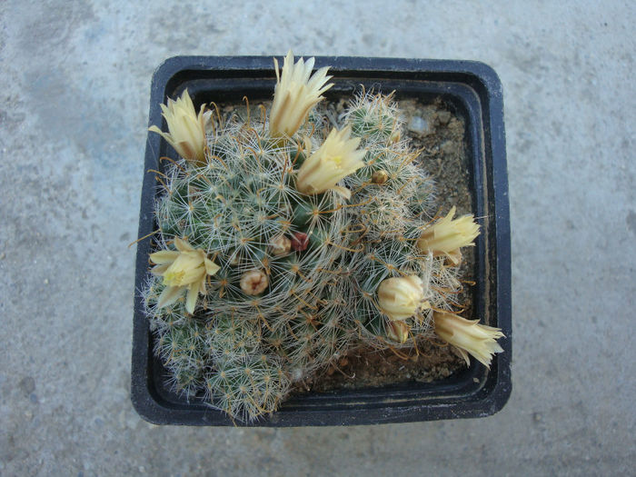 Mammillaria crinita subsp. wildii   (A. Dietr.) D.R. Hunt 1997 - Genul Mammillaria fila 1