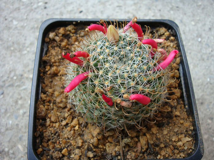 Mammillaria crinita subsp. wildii  (A. Dietr.) D.R. Hunt 1997 - Genul Mammillaria fila 1
