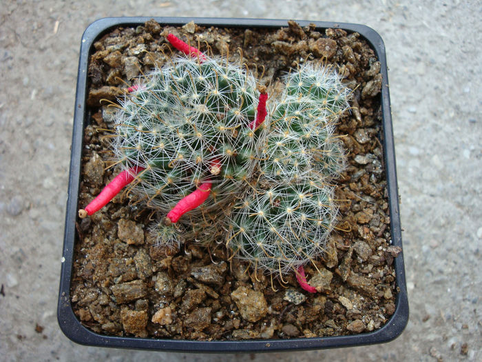 Mammillaria crinita subsp. wildii (A. Dietr.) D.R. Hunt 1997 - Genul Mammillaria fila 1