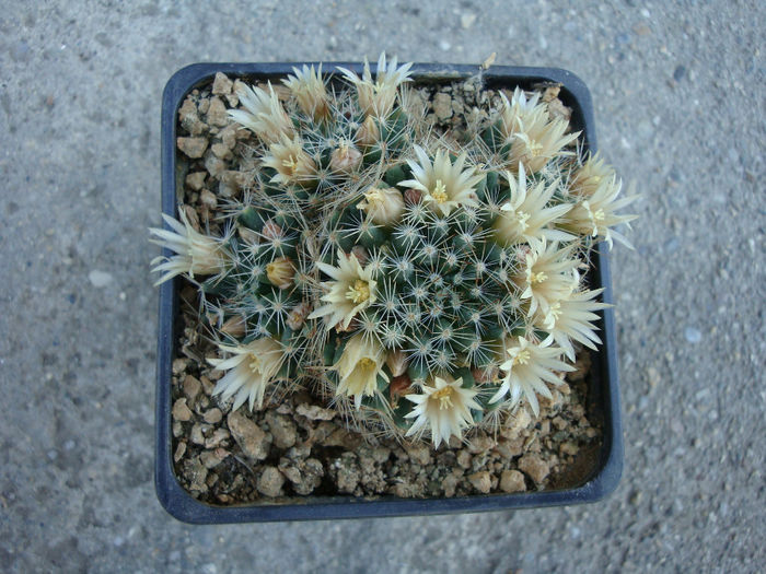 Mammillaria crinita subsp. wildii (A. Dietr.) D.R. Hunt 1997. - Genul Mammillaria fila 1