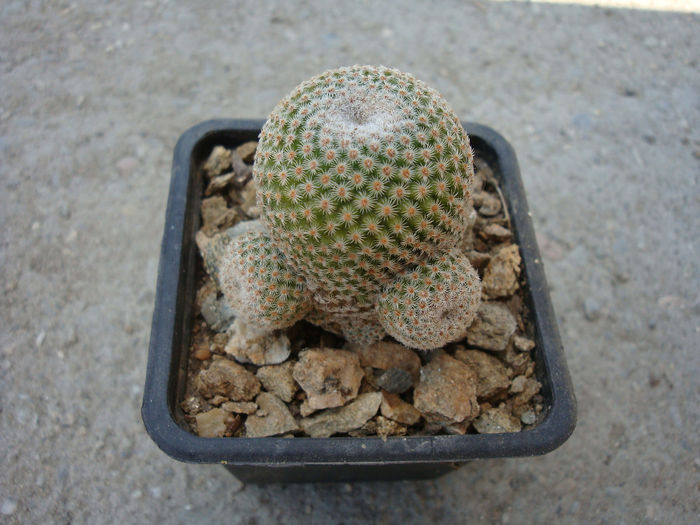 Mammillaria crucigera ssp. tlaloci cv. caespitoasa . - Genul Mammillaria fila 1