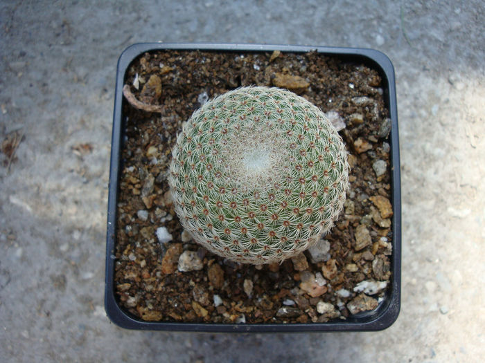Mammillaria crucigera ssp. tlalocii  (Reppenhagen 1989) DR Hunt 1997 - Genul Mammillaria fila 1