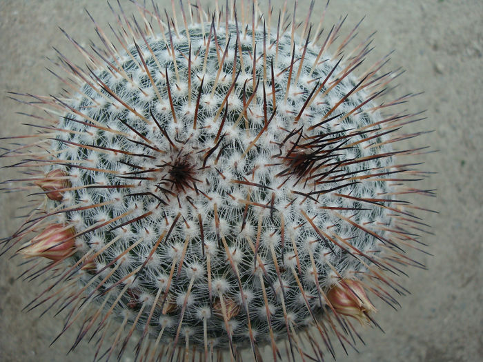 Mammillaria dixanthocentron