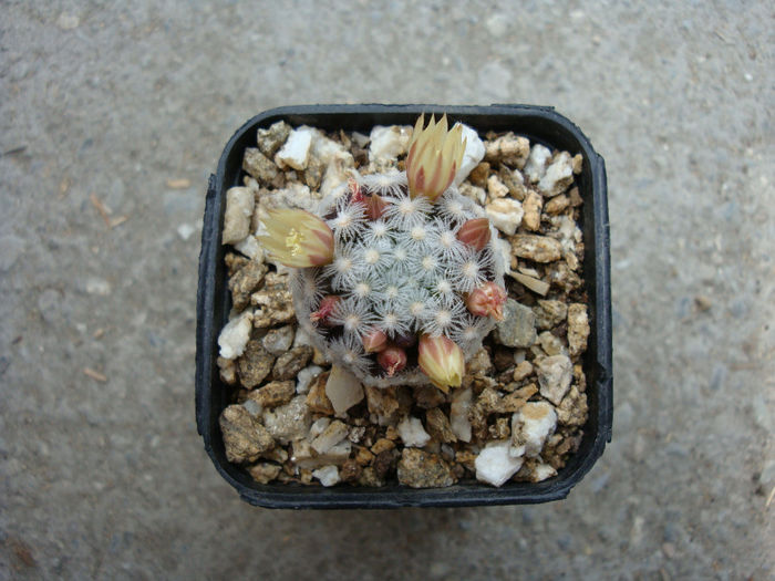 Mammillaria duwei     Rogoz. & Appenz. 1985
