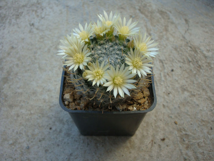 Mammillaria duwei   Rogoz. & Appenz. 1985