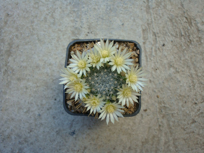 Mammillaria duwei  Rogoz. & Appenz. 1985