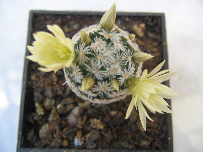 Mammillaria duwei cv. rubrispina