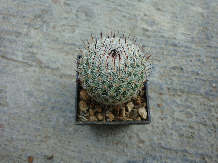 Mammillaria elegans var. dealbata  (A.Dietr.) Borg 1937