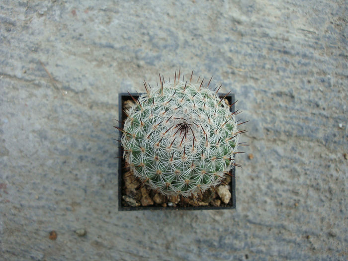Mammillaria elegans var. dealbata (A.Dietr.) Borg 1937