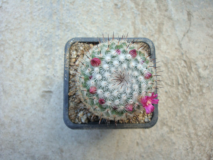 Mammillaria elegans var. nigrispina Borg 1937