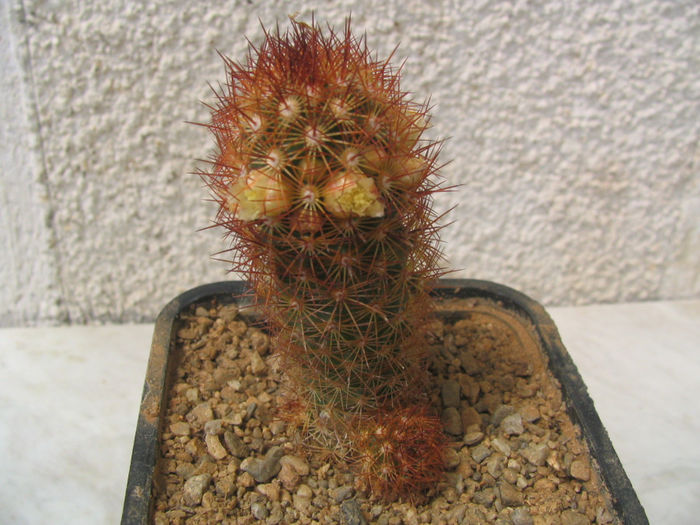 Mammillaria elongata   var. obscuriosa