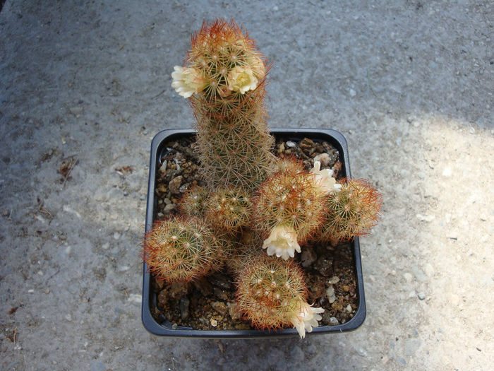 Mammillaria elongata   var. rufocrocea - Genul Mammillaria fila 1