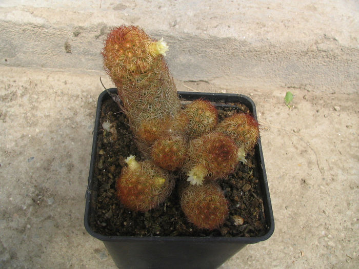 Mammillaria elongata  var. anguinea - Genul Mammillaria fila 1