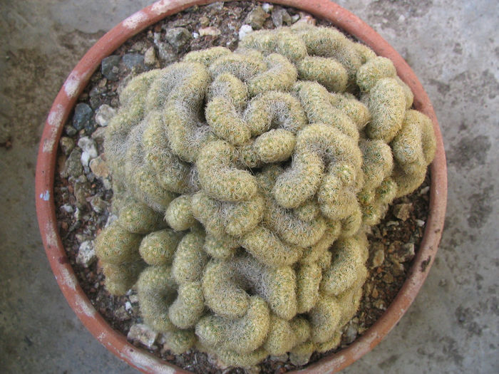 Mammillaria elongata - Genul Mammillaria fila 1