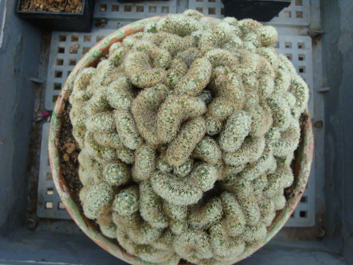 Mammillaria elongata