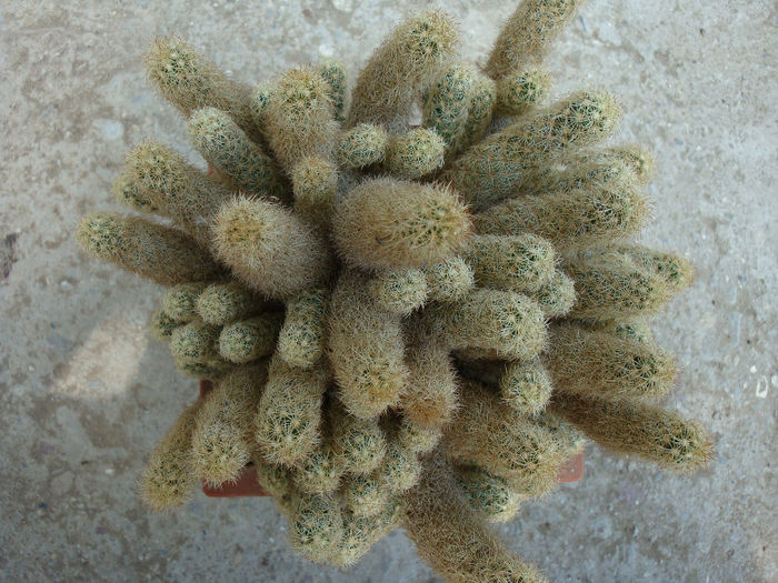 Mammillaria elongata DC. 1828 - Genul Mammillaria fila 1
