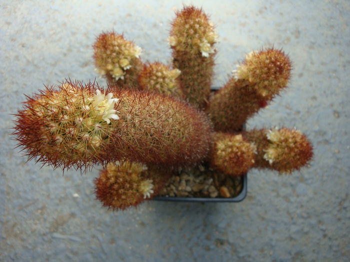 Mammillaria elongata var. obsicuriora - Genul Mammillaria fila 1