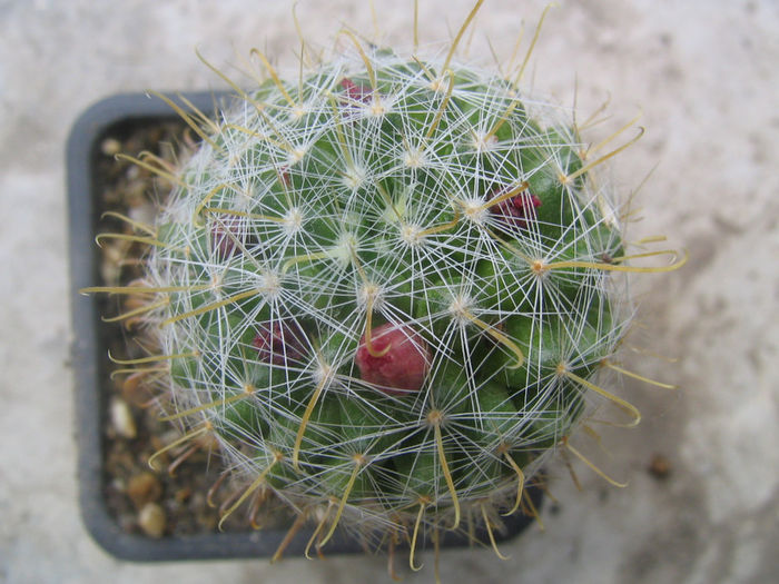 Mammillaria erythrosperma        Boed.1918