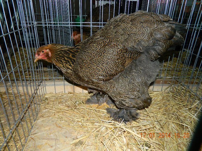 DSCN5038 - Expo Fauna Mehedinteana - Editia a III-a
