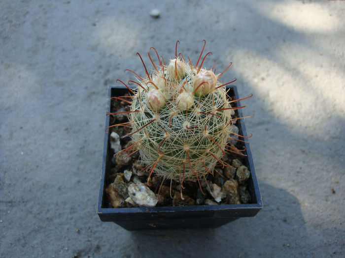 Mammillaria garessii     Cowper 1970