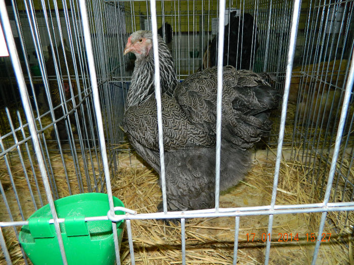 DSCN5080 - Expo Fauna Mehedinteana - Editia a III-a