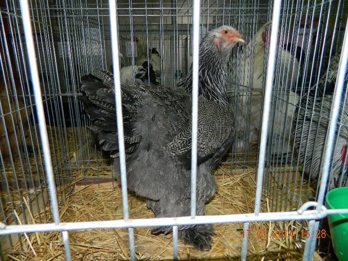 DSCN5094 - Expo Fauna Mehedinteana - Editia a III-a