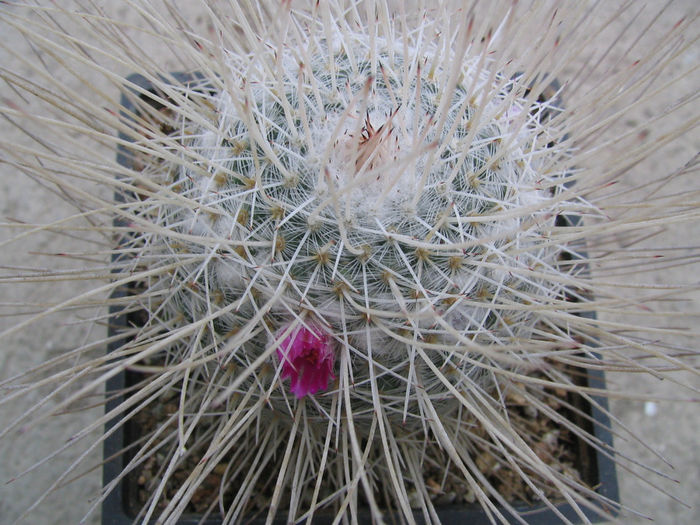 Mammillaria geminispina var. nobilis     (Pfeiff.) Backbg.1961