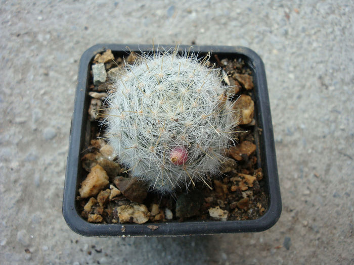 Mammillaria glassii R.A. Foster 1926