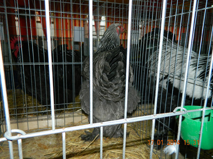 DSCN5119 - Expo Fauna Mehedinteana - Editia a III-a