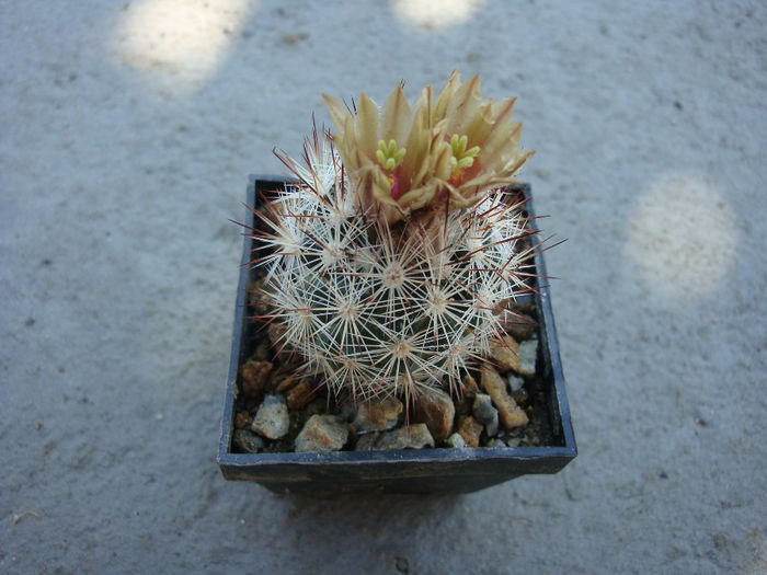 Mammillaria gracilis cv. roseiflora