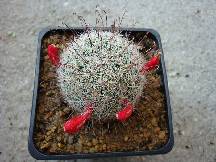 Mammillaria grahamii Engelm. 1856 - Genul Mammillaria fila 1