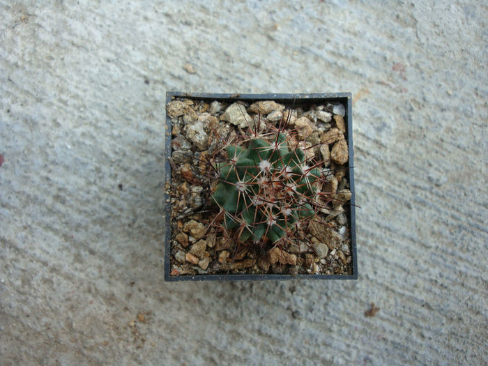 Mammillaria grusonii Runge 1889 - Genul Mammillaria fila 1