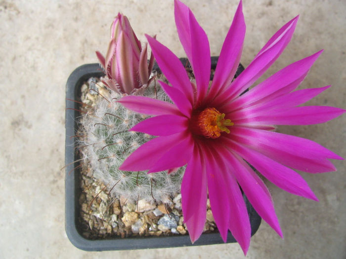 Mammillaria guelzowiana      Werderm.1928 - Genul Mammillaria fila 1