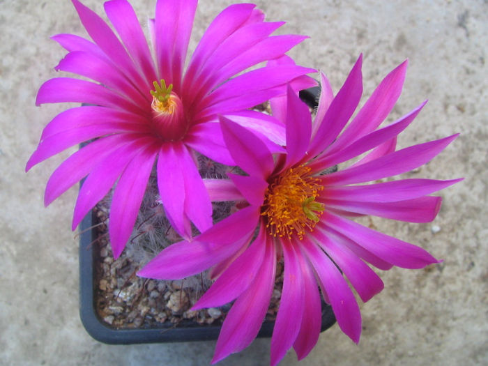 Mammillaria guelzowiana    Werderm.1928 - Genul Mammillaria fila 1