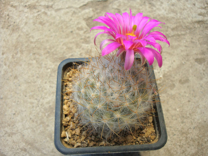 Mammillaria guelzowiana var. robution  R.Wolf. 1986