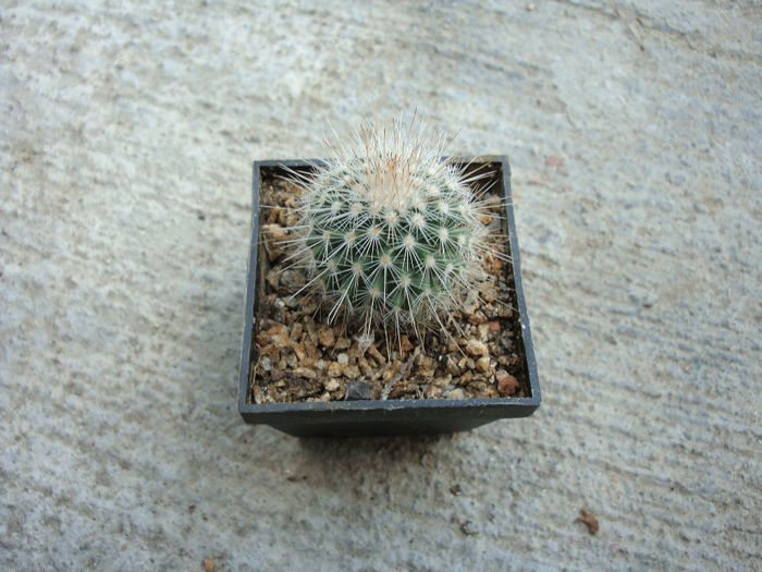 Mammillaria guerreronis  (Bravo) Boed. 1935