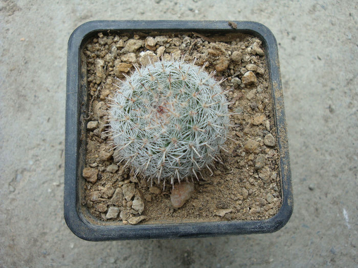 Mammillaria haageana  Pfeiff.1836 - Genul Mammillaria fila 1